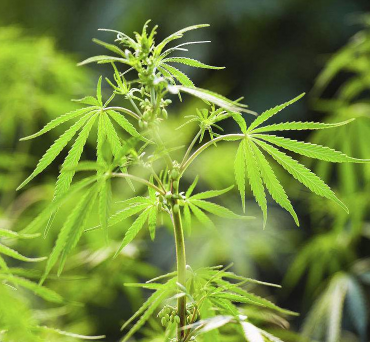 大兴安岭中麻生物科技有限公司